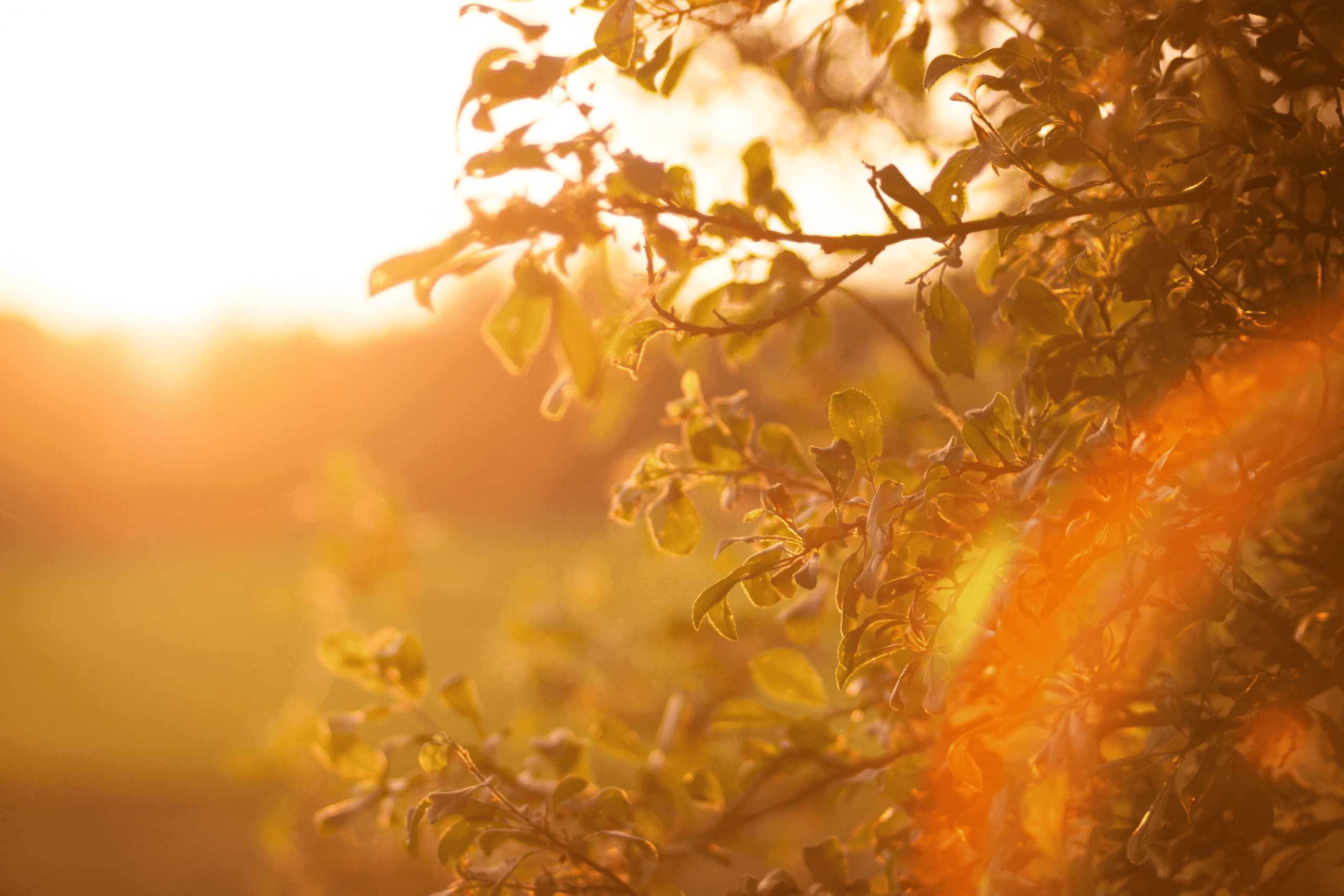 4 Benefits of Sunlight Exposure